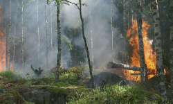Featured image of post Unleashing Fire Prognostication: Predicting Algerian Forest Fires through Weather Dynamics with Decision Tree Classification