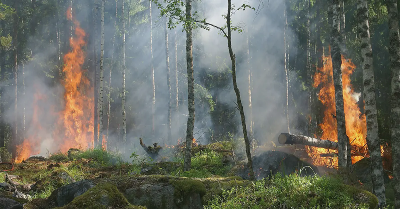 Featured image of post Unleashing Fire Prognostication: Predicting Algerian Forest Fires through Weather Dynamics with Decision Tree Classification